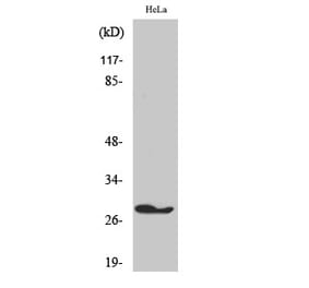 Western blot - FADD Polyclonal Antibody from Signalway Antibody (40912) - Antibodies.com