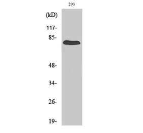 Western blot - Gas6 Polyclonal Antibody from Signalway Antibody (40950) - Antibodies.com
