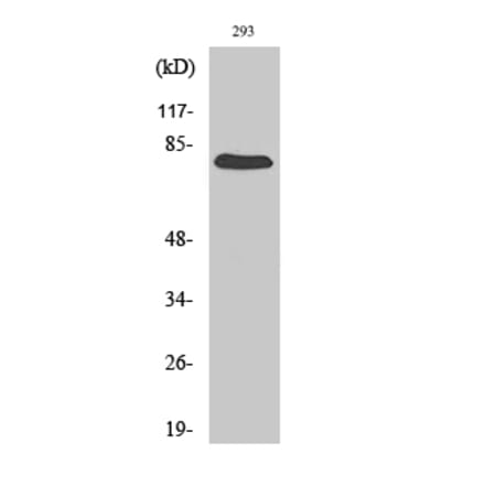 Western blot - Gas6 Polyclonal Antibody from Signalway Antibody (40950) - Antibodies.com