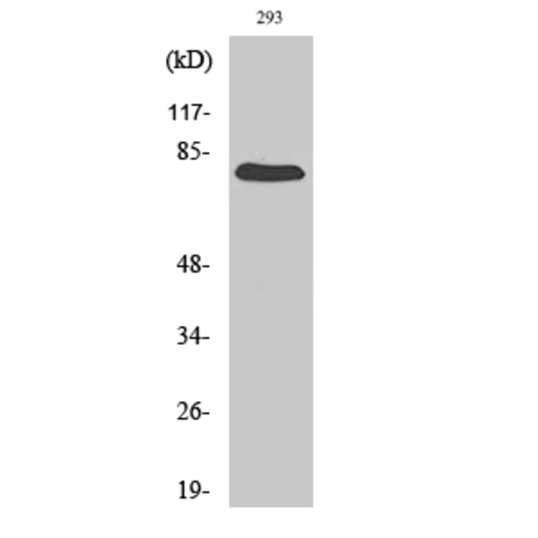 Western blot - Gas6 Polyclonal Antibody from Signalway Antibody (40950) - Antibodies.com