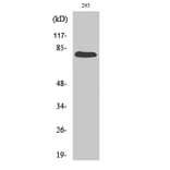 Western blot - Gas6 Polyclonal Antibody from Signalway Antibody (40950) - Antibodies.com