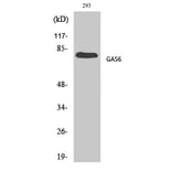 Western blot - Gas6 Polyclonal Antibody from Signalway Antibody (40950) - Antibodies.com