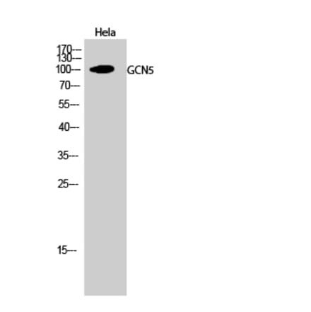 Western blot - GCN5 Polyclonal Antibody from Signalway Antibody (40956) - Antibodies.com