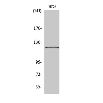 Western blot - GCP5 Polyclonal Antibody from Signalway Antibody (40957) - Antibodies.com