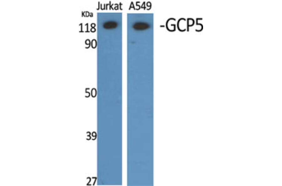 Western blot - GCP5 Polyclonal Antibody from Signalway Antibody (40957) - Antibodies.com
