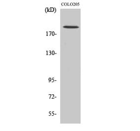 Western blot - GCP6 Polyclonal Antibody from Signalway Antibody (40958) - Antibodies.com