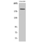 Western blot - GCP6 Polyclonal Antibody from Signalway Antibody (40958) - Antibodies.com