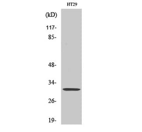 Western blot - IL-5 Polyclonal Antibody from Signalway Antibody (41062) - Antibodies.com