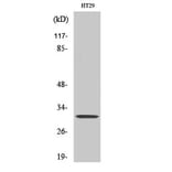 Western blot - IL-5 Polyclonal Antibody from Signalway Antibody (41062) - Antibodies.com