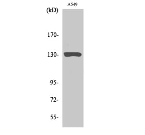 Western blot - JAK1 Polyclonal Antibody from Signalway Antibody (41080) - Antibodies.com