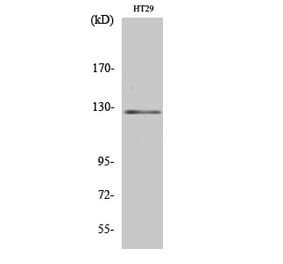 Western blot - JAK2 Polyclonal Antibody from Signalway Antibody (41081) - Antibodies.com