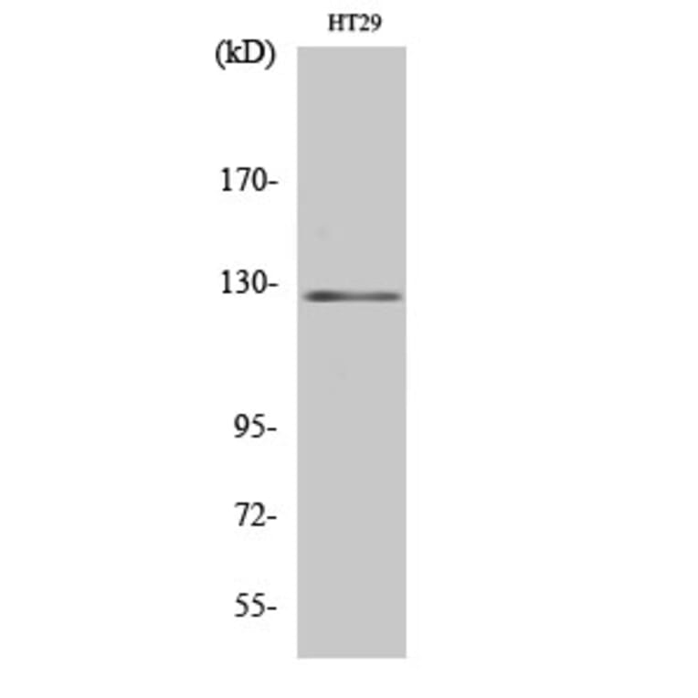 Western blot - JAK2 Polyclonal Antibody from Signalway Antibody (41081) - Antibodies.com