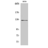 Western blot - JAK2 Polyclonal Antibody from Signalway Antibody (41081) - Antibodies.com