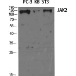Western blot - JAK2 Polyclonal Antibody from Signalway Antibody (41081) - Antibodies.com