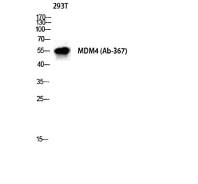 Western blot - MDMX Polyclonal Antibody from Signalway Antibody (41128) - Antibodies.com