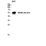 Western blot - MDMX Polyclonal Antibody from Signalway Antibody (41128) - Antibodies.com