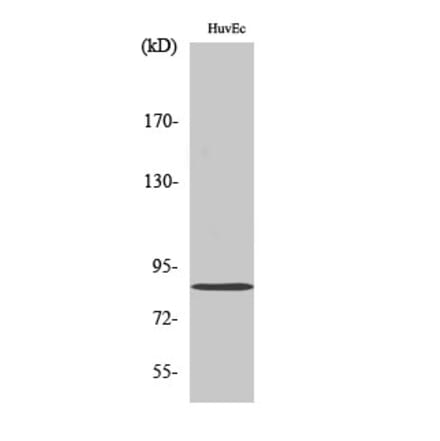 Western blot - Mfn2 Polyclonal Antibody from Signalway Antibody (41141) - Antibodies.com