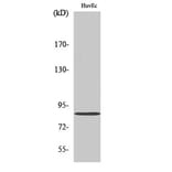 Western blot - Mfn2 Polyclonal Antibody from Signalway Antibody (41141) - Antibodies.com