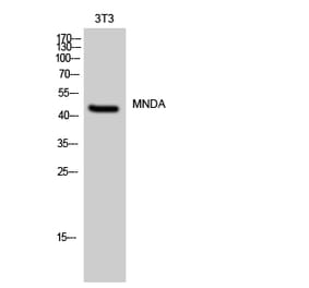 Western blot - MNDA Polyclonal Antibody from Signalway Antibody (41159) - Antibodies.com