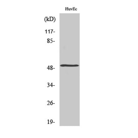 Western blot - Mnk1 Polyclonal Antibody from Signalway Antibody (41160) - Antibodies.com