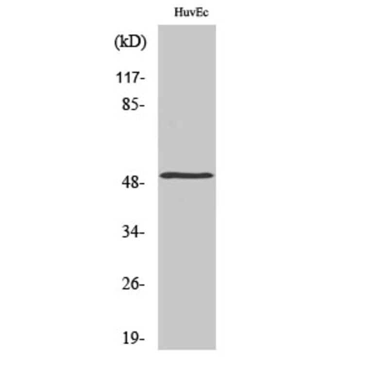 Western blot - Mnk1 Polyclonal Antibody from Signalway Antibody (41160) - Antibodies.com