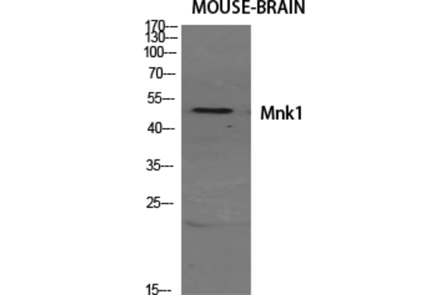Western blot - Mnk1 Polyclonal Antibody from Signalway Antibody (41160) - Antibodies.com