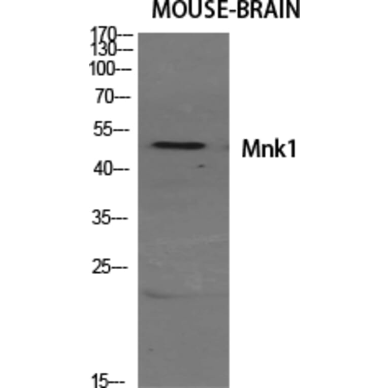 Western blot - Mnk1 Polyclonal Antibody from Signalway Antibody (41160) - Antibodies.com