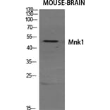 Western blot - Mnk1 Polyclonal Antibody from Signalway Antibody (41160) - Antibodies.com