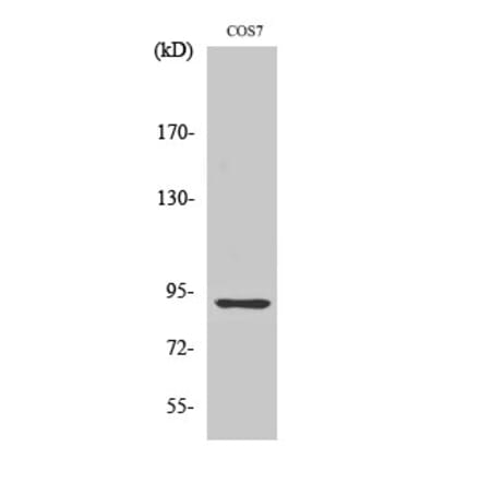 Western blot - MSK1 Polyclonal Antibody from Signalway Antibody (41183) - Antibodies.com