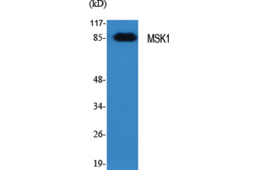 Western blot - MSK1 Polyclonal Antibody from Signalway Antibody (41183) - Antibodies.com
