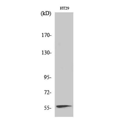 Western blot - NAB2 Polyclonal Antibody from Signalway Antibody (41202) - Antibodies.com