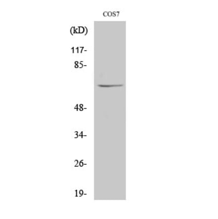 Western blot - NUB1 Polyclonal Antibody from Signalway Antibody (41257) - Antibodies.com