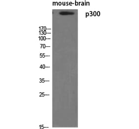 Western blot - p300 Polyclonal Antibody from Signalway Antibody (41303) - Antibodies.com