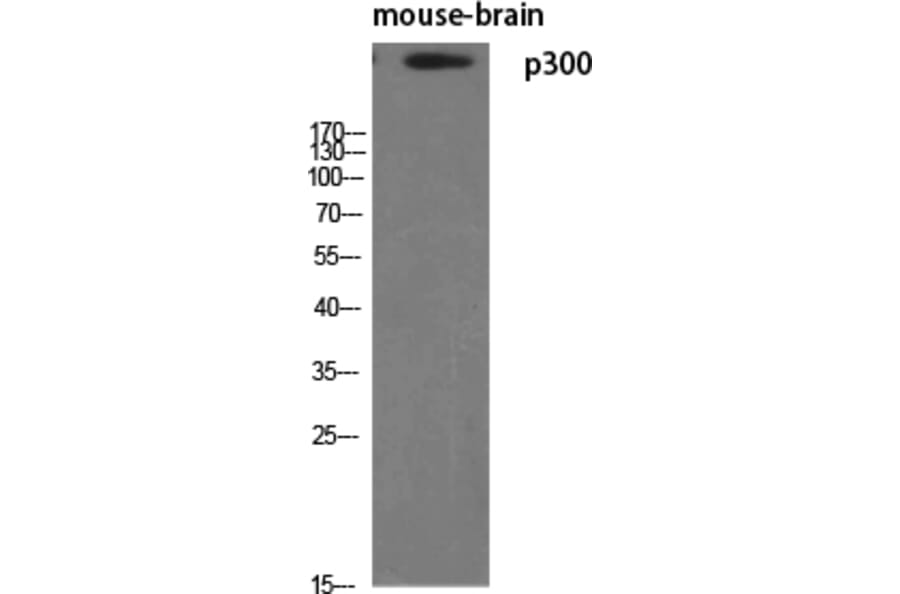 Western blot - p300 Polyclonal Antibody from Signalway Antibody (41303) - Antibodies.com