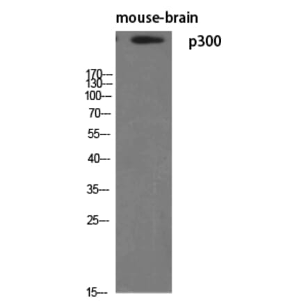 Western blot - p300 Polyclonal Antibody from Signalway Antibody (41303) - Antibodies.com