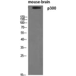 Western blot - p300 Polyclonal Antibody from Signalway Antibody (41303) - Antibodies.com