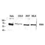 Western blot - PDK1 Polyclonal Antibody from Signalway Antibody (41329) - Antibodies.com