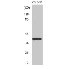 Western blot - PI-9 Polyclonal Antibody from Signalway Antibody (41341) - Antibodies.com