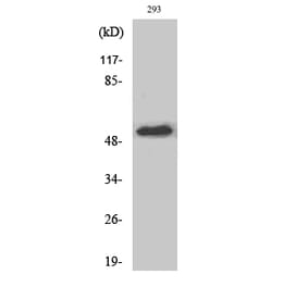 Western blot - PTEN Polyclonal Antibody from Signalway Antibody (41366) - Antibodies.com