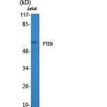 Western blot - PTEN Polyclonal Antibody from Signalway Antibody (41366) - Antibodies.com