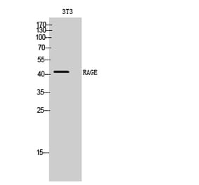 Western blot - RAGE Polyclonal Antibody from Signalway Antibody (41387) - Antibodies.com