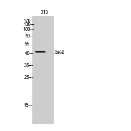 Western blot - RAGE Polyclonal Antibody from Signalway Antibody (41387) - Antibodies.com