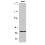 Western blot - SnoN Polyclonal Antibody from Signalway Antibody (41450) - Antibodies.com