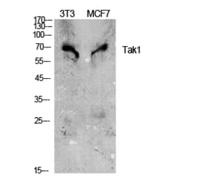 Western blot - Tak1 Polyclonal Antibody from Signalway Antibody (41477) - Antibodies.com