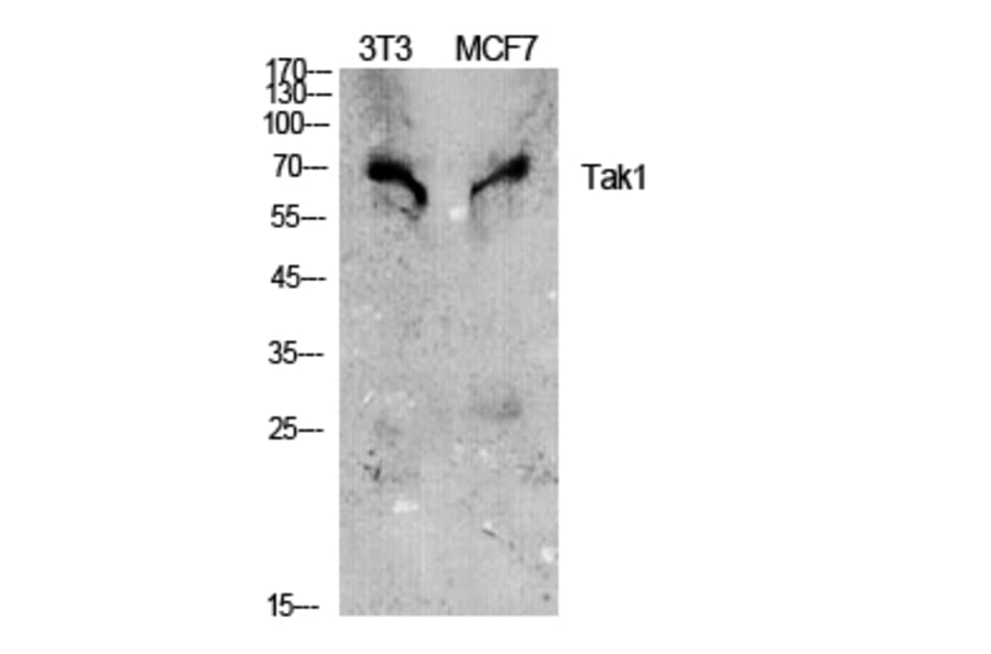 Western blot - Tak1 Polyclonal Antibody from Signalway Antibody (41477) - Antibodies.com