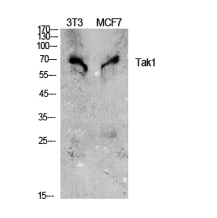 Western blot - Tak1 Polyclonal Antibody from Signalway Antibody (41477) - Antibodies.com