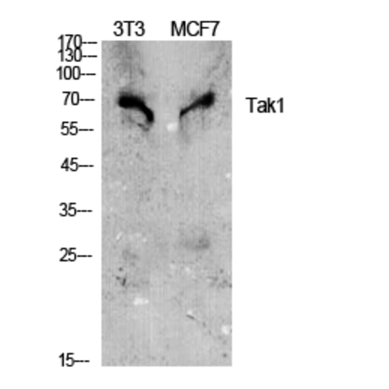 Western blot - Tak1 Polyclonal Antibody from Signalway Antibody (41477) - Antibodies.com