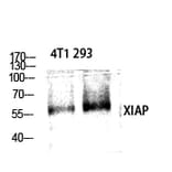 Western blot - XIAP Polyclonal Antibody from Signalway Antibody (41536) - Antibodies.com
