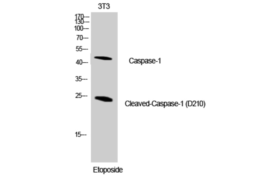 Western blot - Cleaved-Caspase-1 (D210) Polyclonal Antibody from Signalway Antibody (40499) - Antibodies.com