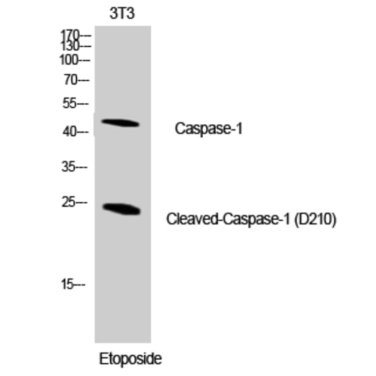 Western blot - Cleaved-Caspase-1 (D210) Polyclonal Antibody from Signalway Antibody (40499) - Antibodies.com